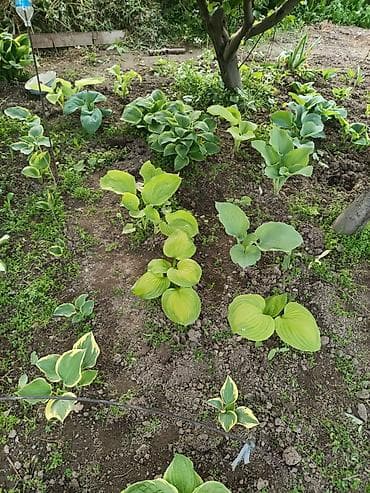 купить цветы петунии: Хоста декоративная очень много хосты кусты и по одной розетке цены — 7