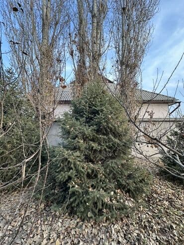 купить шкаф для одежды бишкек: Саженцы деревьев: Ели — 8