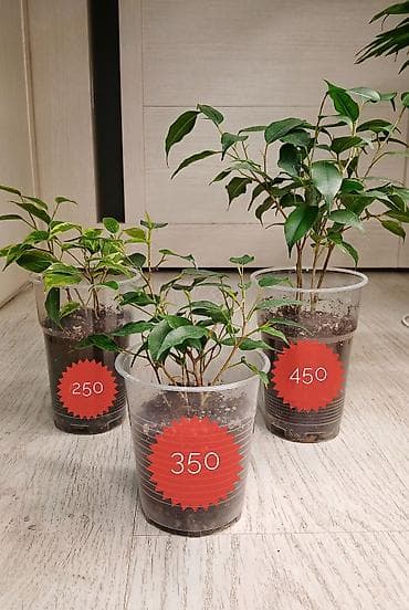 ФИКУС Продаю ФИКУСЫ 🪴 В каждом стаканчике по 3–6 веточек: хорошо at lalafo.kg ФИКУС Продаю ФИКУСЫ 🪴 В каждом стаканчике по 3–6 веточек: хорошо