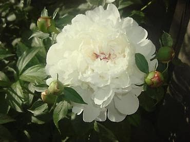 Үй жана бакча: Өзү алып кетүү — 7