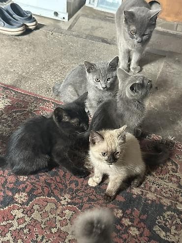 Отдаю даром котят — 2