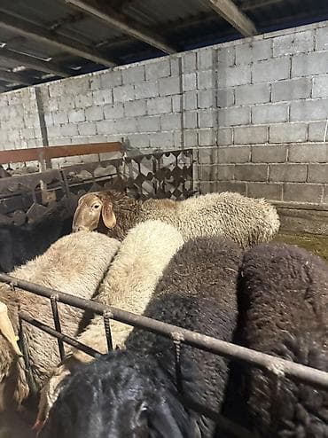 животные на продажу: Продаю | Баран (самец), Овца (самка) | Гиссарская, Эдильбаевская | Для разведения | Матка — 5
