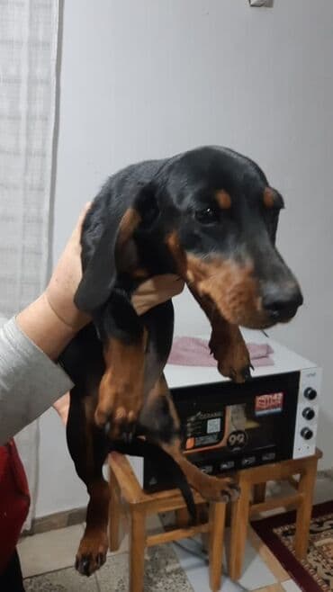 акустические системы newrixing колонка в виде собак: Такса, 4 месяца, Самка, С прививкой — 4