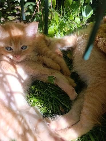 вязка кот: Рыжие котята в добрые руки - Возраст: 1,5 месяца . две девочки и один — 3
