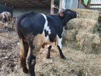 сколько стоит порода собаки доберман: Продаю | Бык (самец) | Герефорд, Алатауская | Для разведения, На откорм — 5