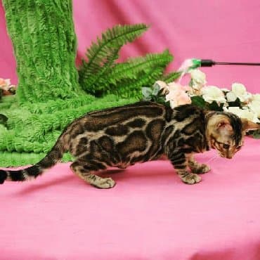 сколько стоит котенок британской золотой шиншиллы: Внимание бишкек .!! . Питомник бен гла мур предлагает чудесных — 15