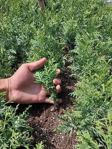 Туя Колоновидная Сеянцы год : 2024/весна высота/бийиктиги:10-25см