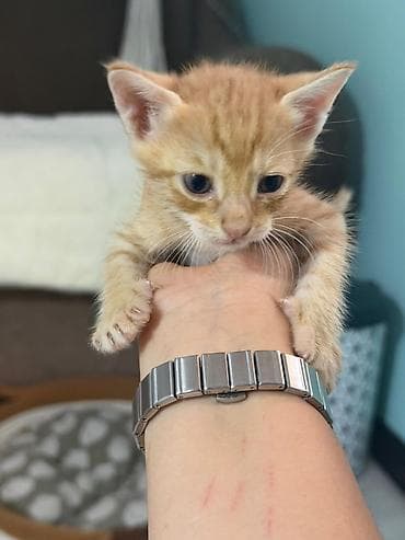 возьму котят: Котята даром только в добрые и ответственные руки с ненавязчивым — 3