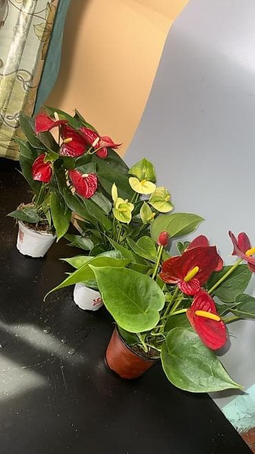 аквариум балыктары: Антуриум (Anthurium andreanum) в горшке. - Эффектные восковидные — 5