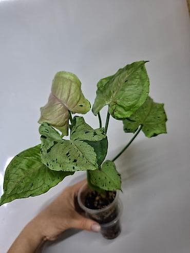 красное дерево: В продаже тайские сингониумы: Сингониум Грин фреклес мутейшн 500 сом — 2