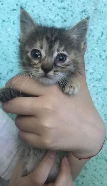 новорожденные котята: ДАРОМ! Котята, помёт из трёх малышей. - Возраст: примерно 1–1,5 — 2