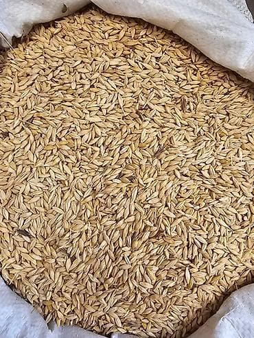 дордой вещи: ПРОДАЖА !!! Ячмень 25 сом за 1кг Пшеница 25 сом за 1кг Кукуруза 25 сом — 2