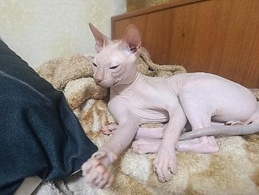 цена каракала: Канадский сфинкс 1,5 года ищет подругу для вязки. 2000с — 3