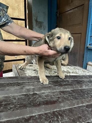 собаки охотничьи: В добрые руки щенки. Два мальчика. Здоровы, привиты, обработаны от — 3