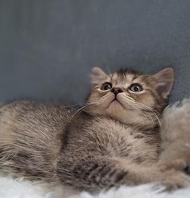сиамские кошки купить: Скотиш Страйт (Шотландская прямоухая), 2 месяца, Мальчик, Приучена к лотку, Проглистована — 10