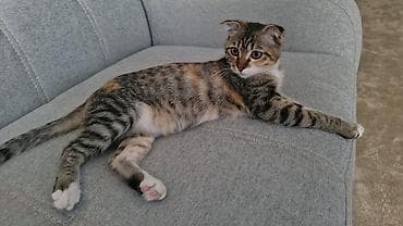 кошка вислоухий: Шотландская вислоухая кошка, 5 месяцев. - Окрас: тигрово-полосатый с — 7