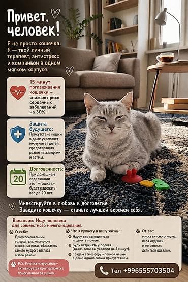 черепаховая кошка цена: Британская короткошёрстная, 3 года, Девочка, Серый, Приучена к лотку, Проглистована — 1
