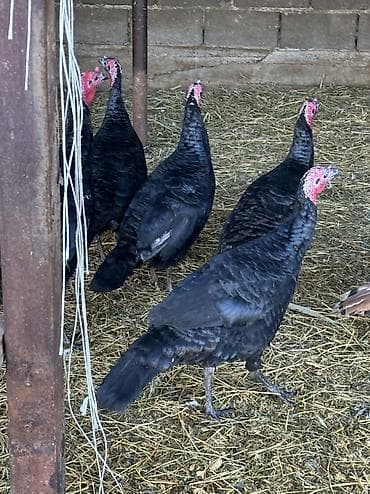 плодные матки: Продаю | Индюшка (самка), Индюк (самец) | Черный принц | На забой, Для разведения | Племенные — 4