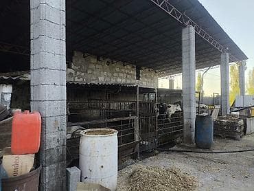 ферма центр: Коровник/скотный двор с крытыми загонами и подъездом - Капитальные — 3