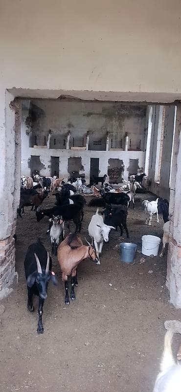 Продаю | Коза (самка) | Для разведения at lalafo.kg Продаю | Коза (самка) | Для разведения