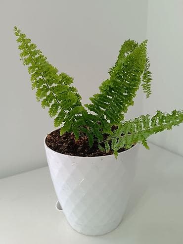 магнитный зонт: Комнатное растение — папоротник (нефролепис/адаянтум-типа) в белом — 1