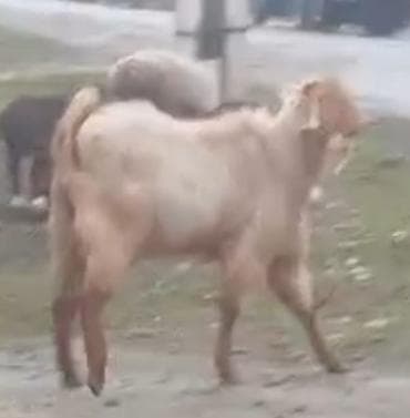 А/ч жаныбарларын сатам: Сатам | Теке (эркек) | Битал | Көбөйтүү үчүн | Жасалма жол менен боозутуу — 2