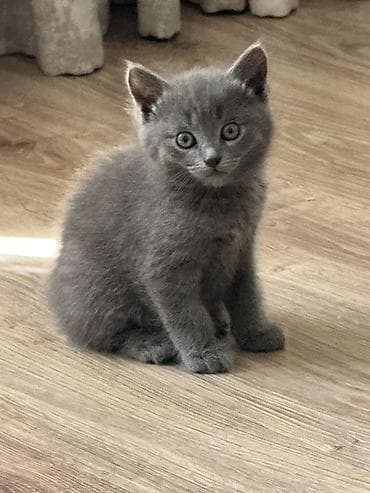 свинкс кошки: Милый котёнок с серой плюшевой шерстью (тип “blue”), короткошёрстный — 2