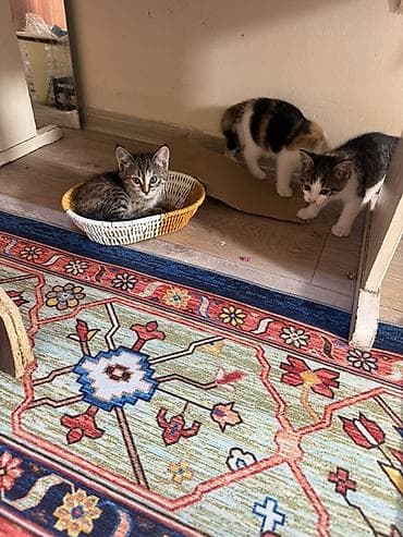 милые котики: Мкрн Улан 2 . 7 апреля 2/29 приезжайте забирайте малышейочень — 4