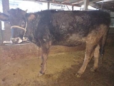 корово: Продаю | Корова (самка) | Для разведения | Нетель — 1