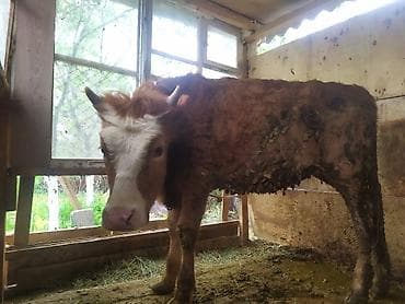 Продаю | Музоо, торпок | На откорм | Привязанные