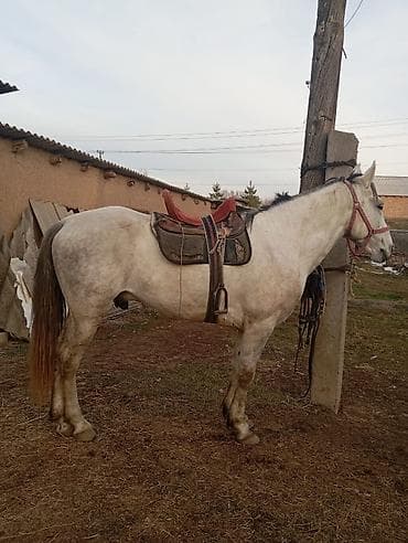 Башка жаныбарлар: Сатам | Байтал — 5