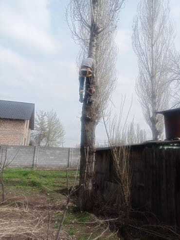 цены на строительные работы в бишкеке 2022: Услуги арбориста обследование дерева и экспертная оценка его — 2