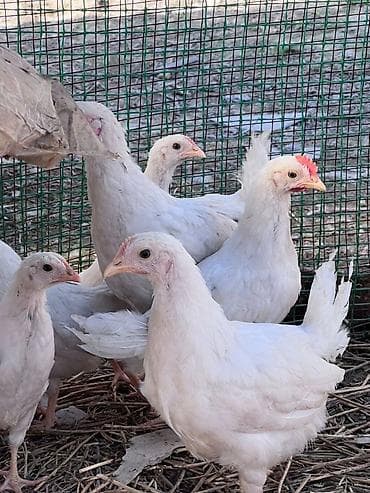 курица несушки: Продаю | Цыплята | На забой — 2