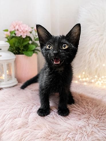 купить котят: Беспородная, 1 месяц, Девочка, Черный, Приучена к лотку — 1