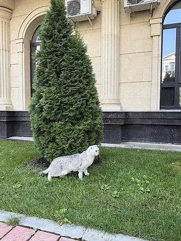шотландские кот: Кошка даром: Скотиш Фолд (Шотландская вислоухая), 3 года, Мальчик, Кастрирована, Приучена к лотку, Проглистована — 1