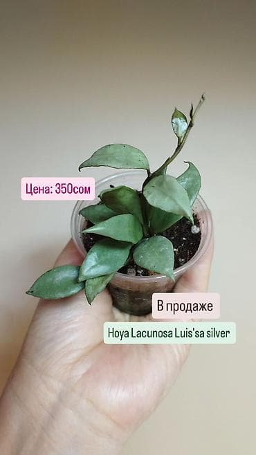 Бөлмө өсүмдүктөрү: В продаже ❇️ Hoya sp. Easo Daklak from Vietnam — 2