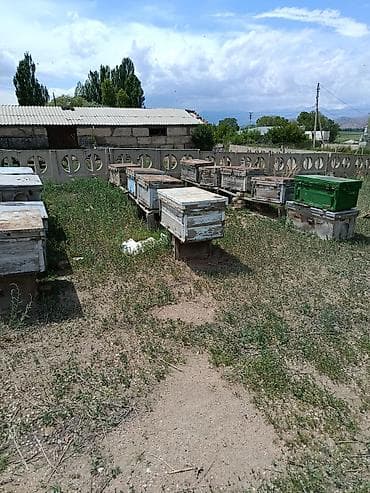 Оборудование для бизнеса: Продаю 14 ульев лежаки Дадан. С пчелами зимовалыми. Полноценные — 1