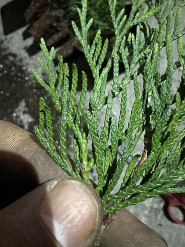 Саженцы туи (смарагд, западной) в пластиковых контейнерах. Описание — 3