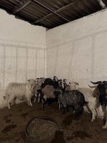 Продаю | Коза (самка) | Для разведения