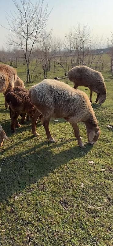 Рыбы: Продаю | Овца (самка), Ягненок, Баран (самец) | Арашан | Для разведения | Племенные, Матка, Ярка — 3