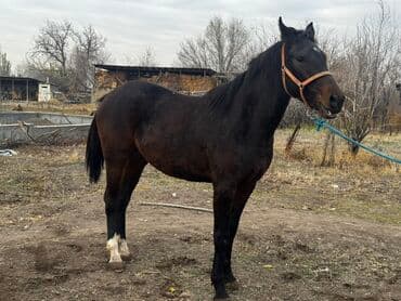 купить собаку охотничью: Продаю | Кобыла (самка) | Полукровка | Для разведения, Конный спорт | Племенные — 3