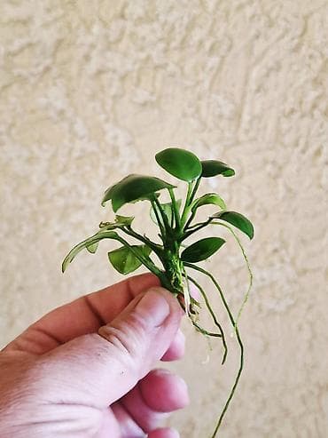 растения для пруда: Аквариумные растения Anubias (анубиас) - Несколько кустиков с — 6