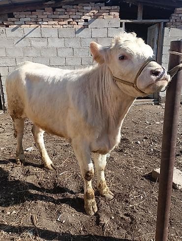 на племя: Продаю | Тёлка | Шароле, Абердин-ангус | На откорм, Для разведения, Для молока | Племенные, Не стельные, Искусственник — 10