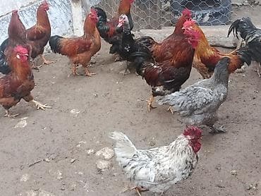 кукуруза с пачаткой: Продаю | Петух | Для разведения — 7