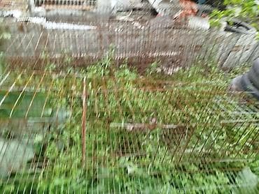 авган кой: Продаю клетки для курей,в количестве 6штук,в каждую помещается 16 — 3