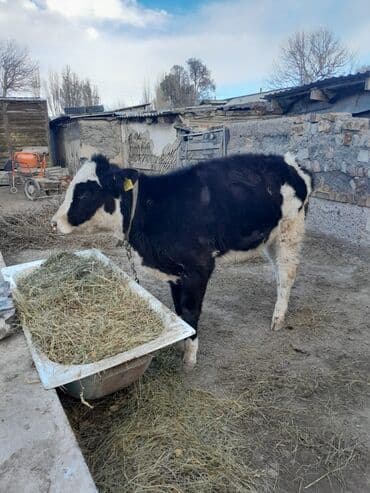 продажа щенков немецкой овчарки с документами в бишкеке: Продаю | Музоо, торпок | Голштин | На откорм | Привязанные — 3