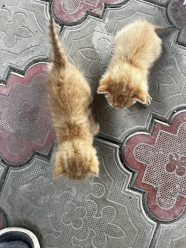 Рыжие котята

- Порода: домашние короткошёрстные 
Отдам в добрые руки