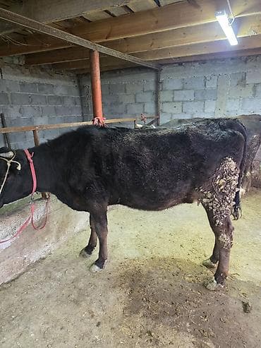 А/ч жаныбарлары үчүн тоюттар: Сатам | Уй (ургаачы) — 9