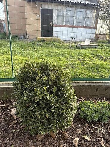 ящик продаю: Самшит вечнозелёный (Buxus sempervirens), сформированные шаровидные — 1