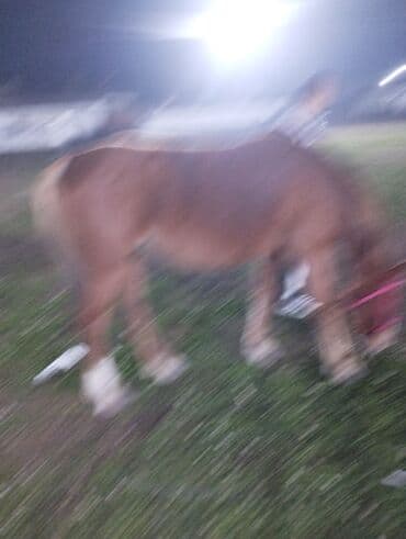 показы 1 354 72 договорная кошка даром британская короткошёрстная 1 год мальчик метис 2 позвонить написать: Сатам | Бээ (ургаачы) | Жумушка — 7